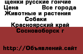 щенки русские гончие › Цена ­ 4 000 - Все города Животные и растения » Собаки   . Красноярский край,Сосновоборск г.